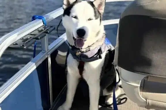 Lost 11-Month Siberian Husky on Dell Center Dr