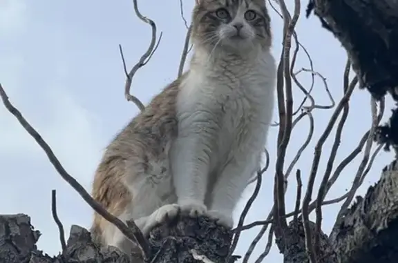 Chat perdu à Melle, Cité des Montagnes - photo