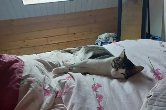 Chat tigré mâle 1 an perdu à Derval - photo