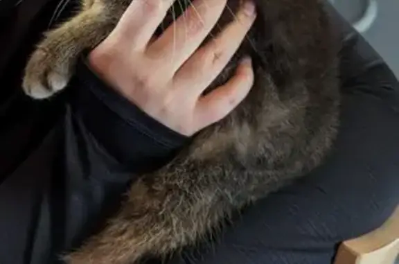 Animaux perdus , photo: Chat européen gris-crème perdu, tatoué 237UWC