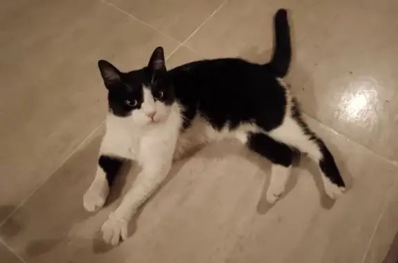 Animaux trouvés Mougins, photo: Chat mâle noir et blanc trouvé à Mougins