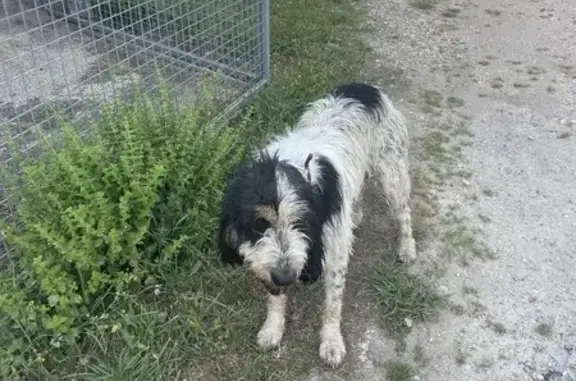 Animaux trouvés , photo: Griffon mâle trouvé Rue de la Besse, Chaliers