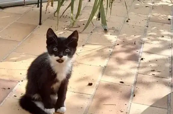 Chat trouvé rue Surcouf, Ernée - photo