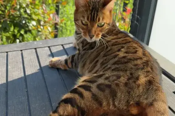 Animaux perdus Plaisir, photo: Chat Bengal mâle perdu, soins urgents, Plaisir