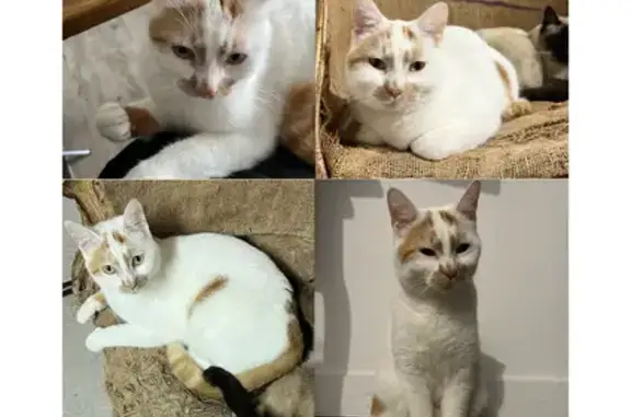 Chat perdu, , photo: Chat mâle blanc perdu, Rue de la Paix