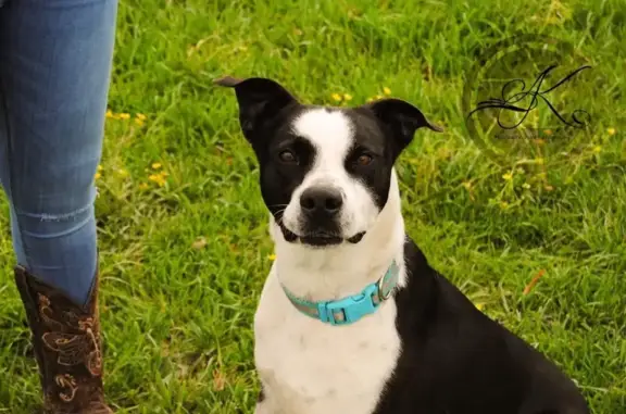 Lost Dog: Happy on Leroy Rd, Maurice