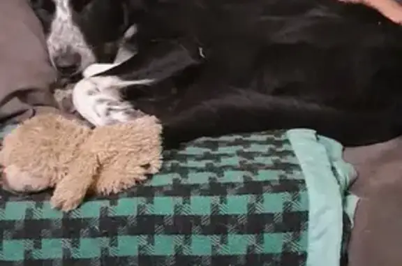 Animaux perdus , photo: Chien Border Collie 2 ans perdu à Guincourt