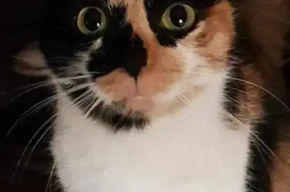 Animaux perdus Trélissac, photo: Chat européen trois couleurs disparu