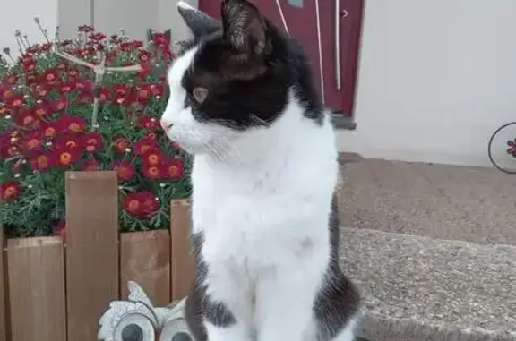 Chatte disparue, 17 ans, Rue Jules Massenet - photo
