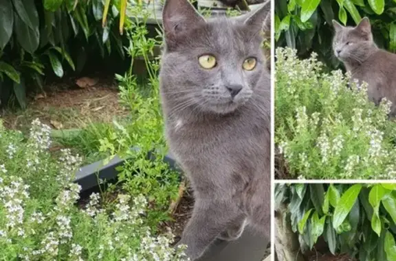 Chat perdu, , photo: Chatte grise Yzia disparue à Proulieu