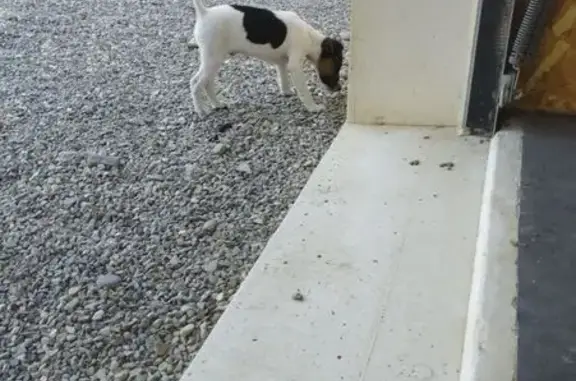 Animaux perdus , photo: Chiot blanc et noir perdu à Saint-Lizier