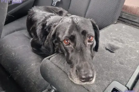 Chienne noire trouvée en forêt à Mailley-et-Chazelot - photo