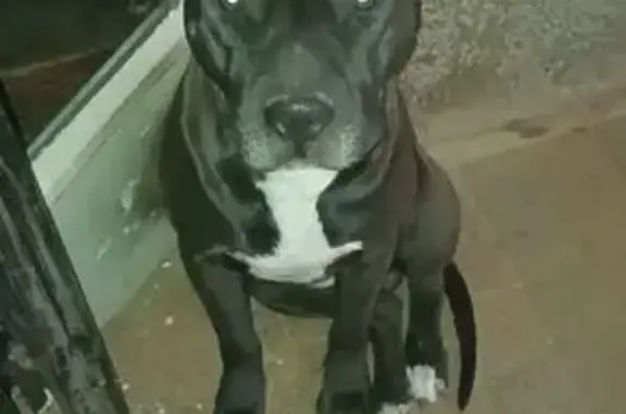 Lost Male Pitbull: Black/White on Churchill Ave