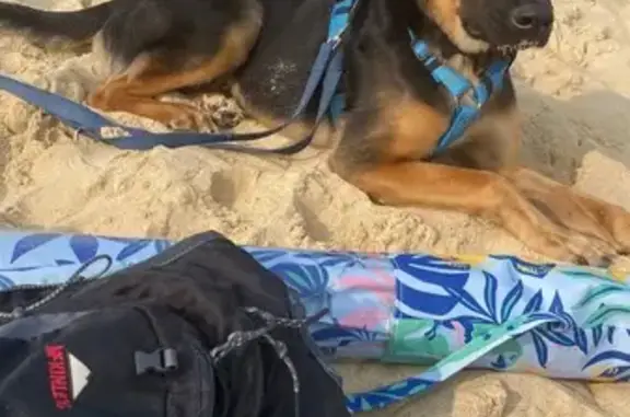 Chien perdu Nouvelle-Aquitaine, photo : Chien perdu à Biscarrosse : Simba, noir et fauve