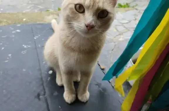 Animaux perdus Avesnelles, photo: Chat roux perdu à Avesnelles, répond à Grogu