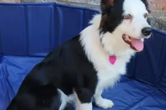 **¡Perro Perdido! Border Collie Hembra Sigrid**