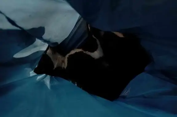 Chat noir et blanc mort retrouvé en sac - photo