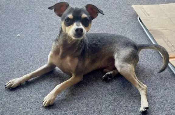 Found Chihuahua Mix on Whiteside St, LA!