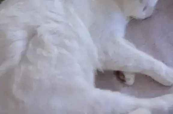 Chat blanc 3 ans perdu, Rue de la Tour - photo