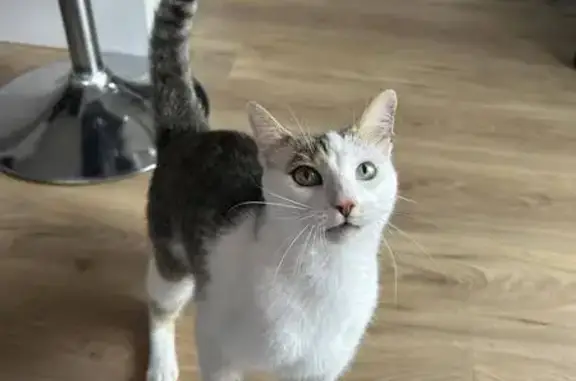 Chat sociable trouvé rue Henri Beaudoin - photo