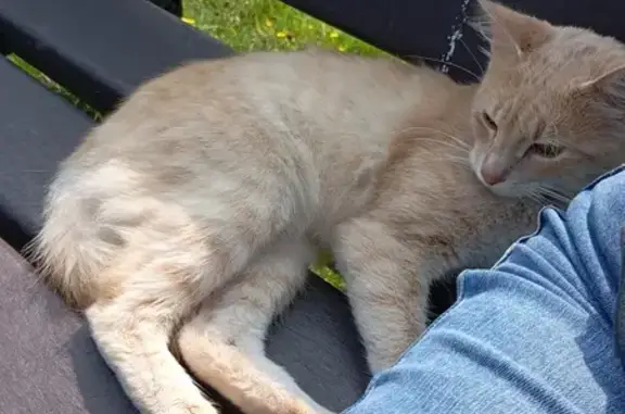 Chat roux trouvé près de l'étang à Trévé - photo