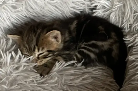 Chaton trouvé à Nozay, allée des Œillets - photo