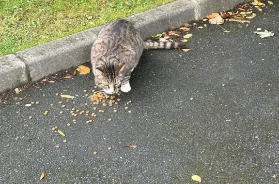 Animaux trouvés Lisieux, photo: Chat tigré trouvé à La Celle-Sous-Gouzon