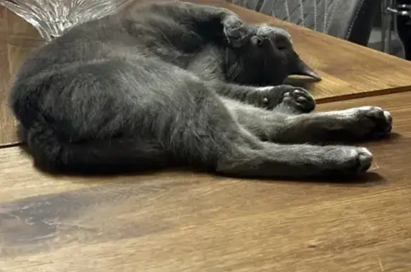 Chat perdu, , photo: Chat gris disparu à Brix, Normandie