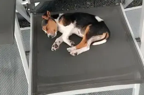 Chien perdu Domérat, photo : Chien Jack russe mâle perdu à Domérat