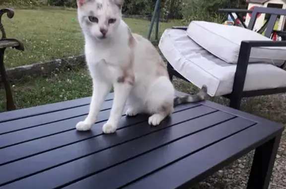 Chat perdu, Auxerre, photo: Chatte disparue à Auxerre, Allée Berlioz