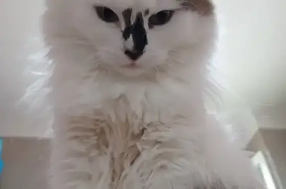 Chatte blanche tachetée disparue à Saint-Nizier - photo