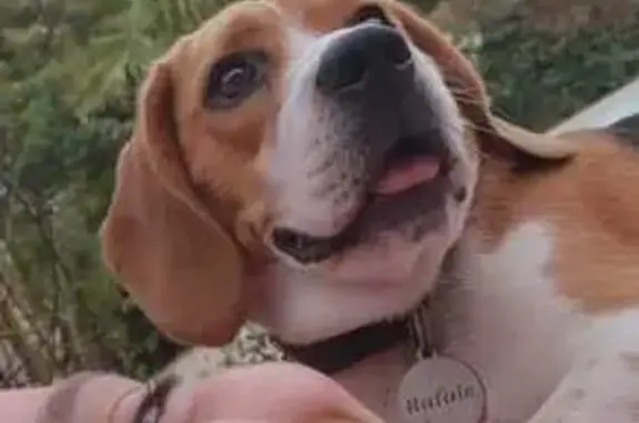Chienne Beagle 4 ans perdue à La Teste-de-Buch - photo