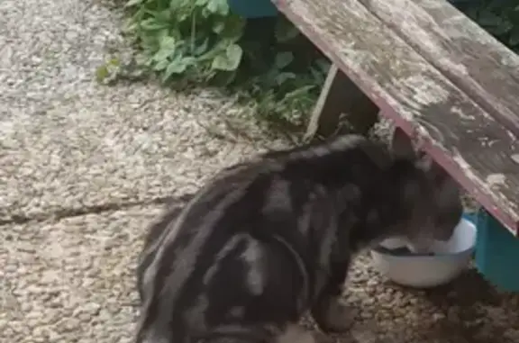 Jeune chat tigré trouvé à Tours - photo
