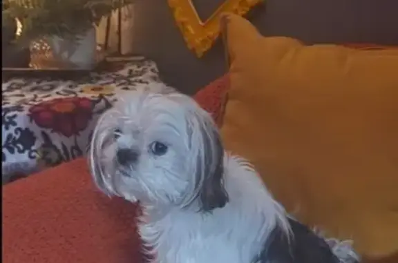 Missing White Shih Tzu on Consul Ave, 5233