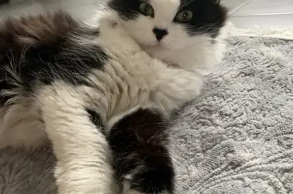 Chat perdu : Stella, noir/blanc, Rue Louis Ganne - photo