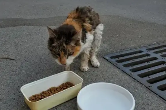 Chat tricolore errant secouru à Cagnes-sur-Mer - photo