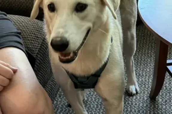 Missing Dog: Sweet Lab/Husky Mix in Maplewood