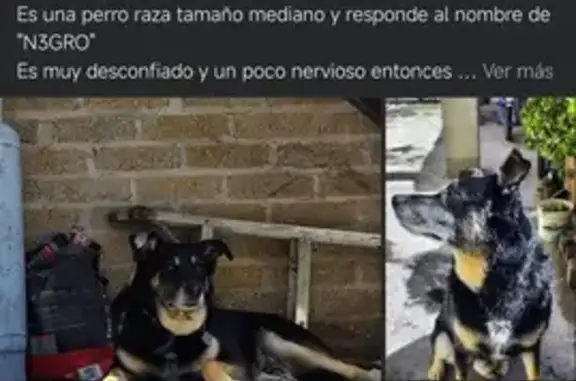 Perro Perdido: Tepocatl, Mediano, Café y Blanco