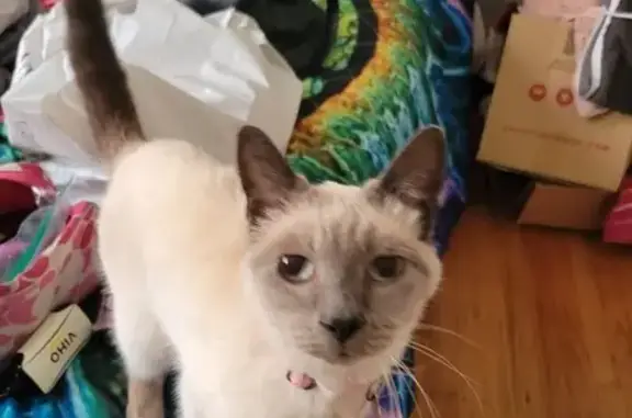 Missing Cat: 16-Year-Old White & Grey in Pacifica