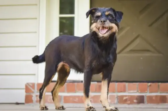 Lost Elderly Terrier Mix on Hawkins Drive