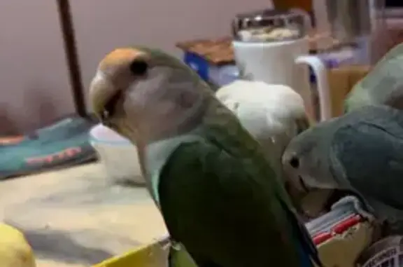 Lost Male Green Lovebird - Very Friendly