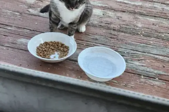 Found: Friendly Tabby with Green Eyes - Help!