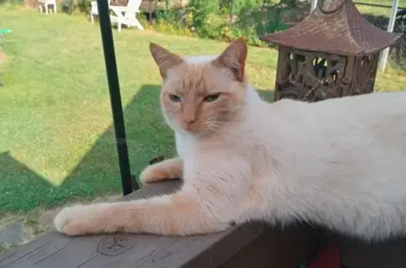 Missing Flame Point Siamese - Canterbury Dr.