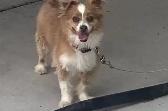 Missing Long-Haired Chihuahua in Denver