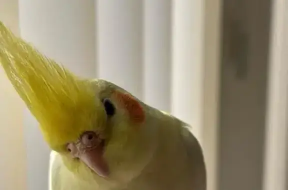 Lost Cockatiel in Greenvale - Help Find Rolex