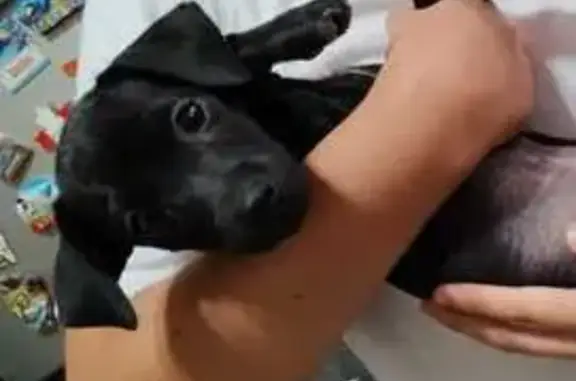 ¡Perro Perdido! Chihuahua Negro en León