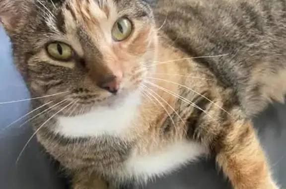 Lost Calico Tabby on Cougar Mountain Trail