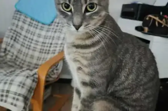 Animaux perdus Petit-Couronne, photo: Chat gris tigré perdu à Petit-Couronne