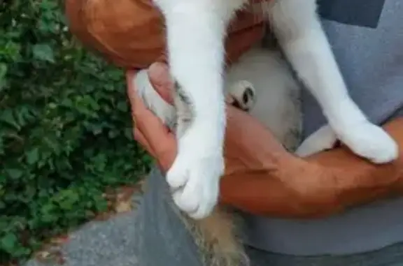 Chat trouvé sociabilisé Rue Albert Camus, Bourgoin - photo