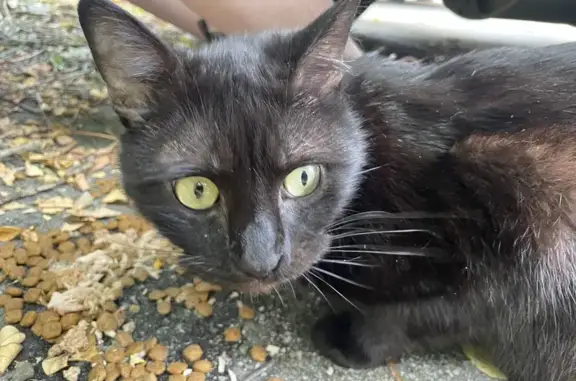 Petit chat noir trouvé rue Roederer, Alençon - photo